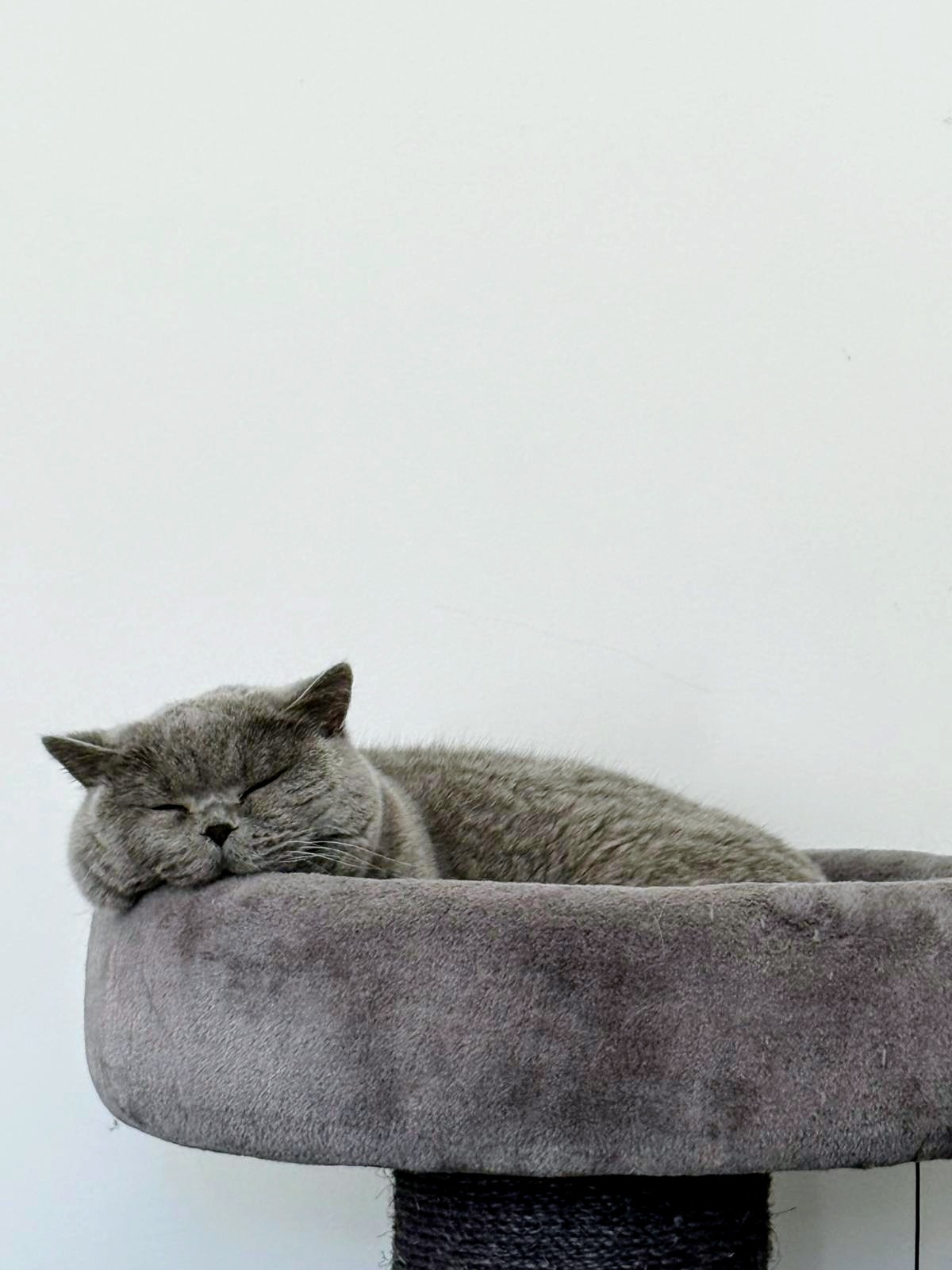 Katze Rosa